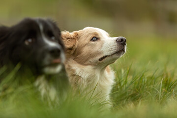 A cute border collie dog puppy on a meadow in autumn outdoors