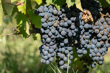 Vineyards in Pauillac village with rows of red Cabernet Sauvignon grape variety of Haut-Medoc...