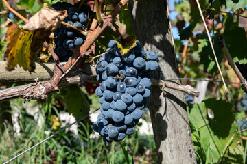 Vineyards in Pauillac village with rows of red Cabernet Sauvignon grape variety of Haut-Medoc...