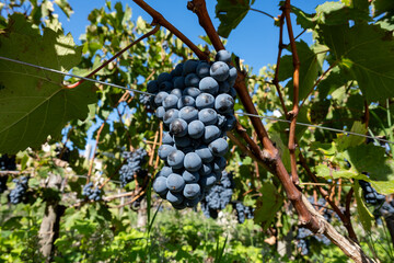 Vineyards in Pauillac village with rows of red Cabernet Sauvignon grape variety of Haut-Medoc...