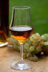 Tasting of Cognac strong alcohol drink in Cognac region, Charente with bunch of ripe ugni blanc grapes on background uses for spirits distillation and green grass, France