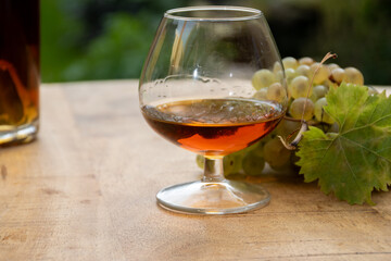 Tasting of Cognac strong alcohol drink in Cognac region, Charente with bunch of ripe ugni blanc grapes on background uses for spirits distillation and green grass, France