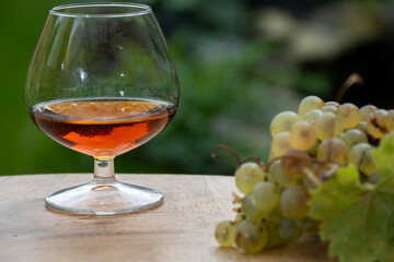 Tasting of Cognac strong alcohol drink in Cognac region, Charente with bunch of ripe ugni blanc grapes on background uses for spirits distillation and green grass, France