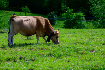 Brown Asturian cows grazing on pasture, Picos de Europe, Asturias, Spain