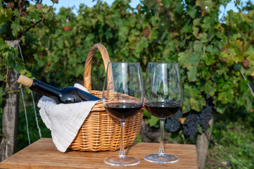 Tasting of Bordeaux blended red wine on green vineyards with rows of red Cabernet Sauvignon grape...