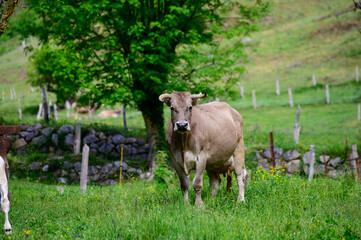 Brown Cantabrian cows grazing on pasture, Liebana Valley, Cantabria, Spain