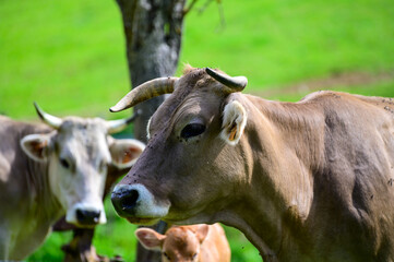 Obraz na płótnie Canvas Brown Cantabrian cows grazing on pasture, Liebana Valley, Cantabria, Spain