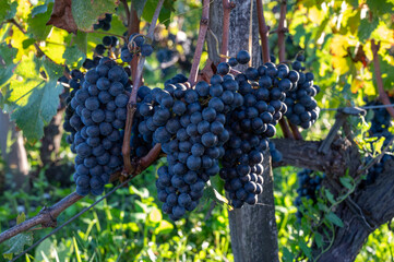 Green vineyards with rows of red Cabernet Sauvignon grape variety of Haut-Medoc vineyards in...