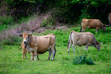 Naklejka na ściany i meble Brown Asturian cows grazing on pasture, Picos de Europe, Asturias, Spain