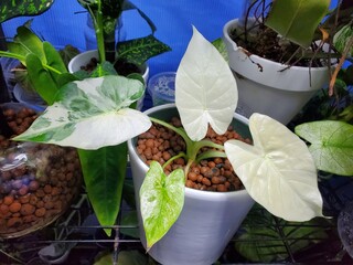 Beautiful white and green variegated leaves of Alocasia Odora, a rare tropical plant