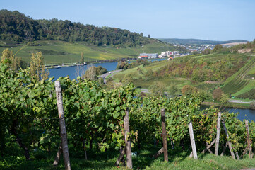 Fototapeta na wymiar Terraced hilly vineyards in Luxembourg. Production of cremant sparkling wine in south part of Luxembourg country on bank of Moezel, also known as Mosel, Moselle or Musel river.