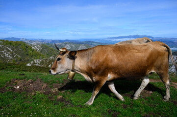 Fototapeta premium Brown Asturian cows, herd of cows is carried to new pasture on mountain road, Picos de Europe, Los Arenas, Asturias, Spain