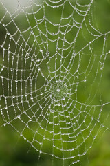 Glistening spider mesh delicately adorned with dew drops. The fragile threads of the web capture and reflect the morning dew.