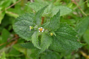 Hairy galinsoga / Shaggy soldier (Galinsoga quadriradiata) flowers. Asteraceae annual plants. Flowers are white rays and many yellow tubular flowers.