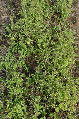 Hairy galinsoga / Shaggy soldier (Galinsoga quadriradiata) flowers. Asteraceae annual plants. Flowers are white rays and many yellow tubular flowers.