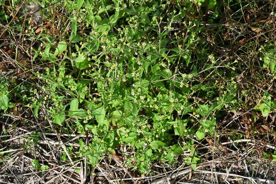 Hairy galinsoga / Shaggy soldier (Galinsoga quadriradiata) flowers. Asteraceae annual plants. Flowers are white rays and many yellow tubular flowers.