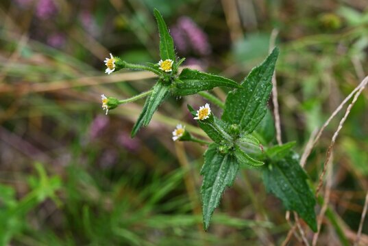 Hairy galinsoga / Shaggy soldier (Galinsoga quadriradiata) flowers. Asteraceae annual plants. Flowers are white rays and many yellow tubular flowers.