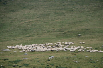 A picturesque sight of a tranquil herd of sheep grazing contently on a vibrant, lush green hillside.