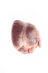 The pig heart on a white background