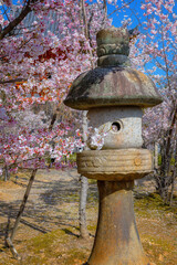 Kyoto, Japan - March 31 2023: Ninnaji is one of Kyoto's great temples listed as World Heritage Sites famous for Omuro Cherries, late blooming cherry trees.
