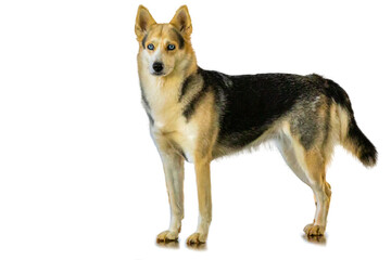Isolated blue-eyed Siberian Husky dog isolated on white background