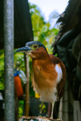 Nankeen night heron rufous night heron close up portrait