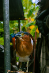 Nankeen night heron rufous night heron close up portrait