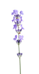 Naklejka na ściany i meble Beautiful blooming lavender flower isolated on white