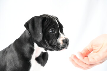 There is a small black and white dog sitting calmly next to a person's hand, displaying a friendly disposition.