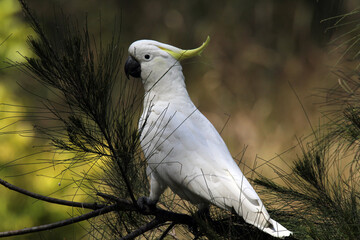 Sulphur-crested cockatoo bird sitting in a pine tree