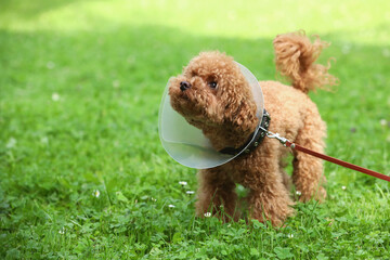 Cute Maltipoo dog with Elizabethan collar on green grass outdoors, space for text