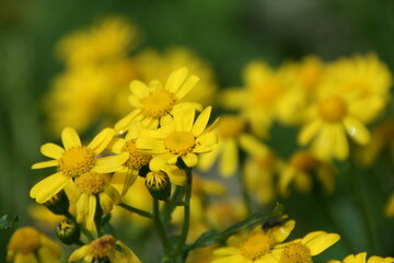 A vibrant array of yellow flowers stretch across the field