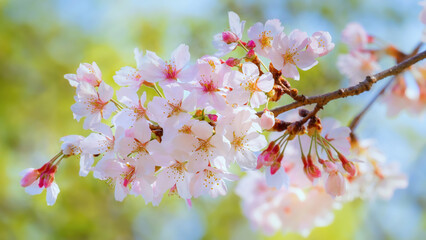 Beautiful Full Bloom Cherry Blossom in Kyoto, Japan During Spring Time