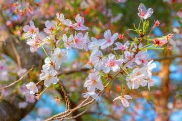 Beautiful Full Bloom Cherry Blossom in Kyoto, Japan During Spring Time