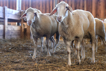 Many sheep in barn on farm. Cute animals