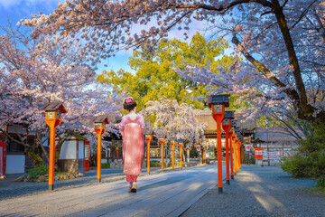 Naklejka premium Young Japanese woman in traditional Kimono dress strolls at Hirano-jinja Shrine during full bloom cherry blossom season