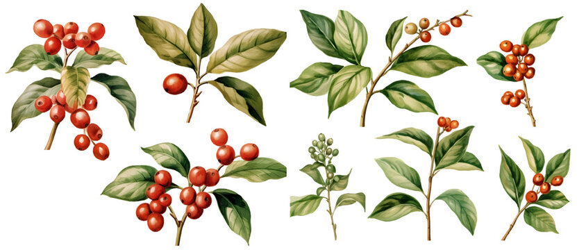 Coffee plant watercolor illustration clipart. Generative AI