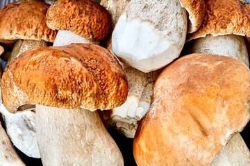 Boletus mushrooms collected in the forest on a wooden table, Poland.