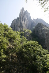 A majestic Rocky Mountain rises above a lush foreground of towering trees