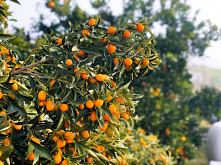 Kumquat in season at a farm