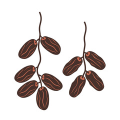 illustration of dates or kurma, a staple food in the Middle East and North Africa.