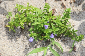 Seaside plant with small purple flowers on the sandy beach
