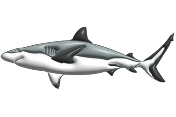 Obraz premium SHARK ON A WHITE BACKGROUND