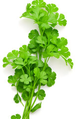 Obraz premium fresh parsley isolated on white background