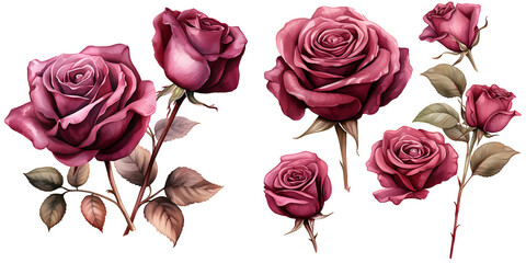 Burgundy rose watercolor illustration clipart. Generative AI