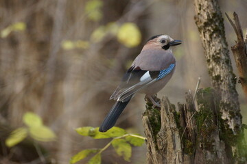 Obraz premium Jay, forest, autumn, birds, fauna, sun.