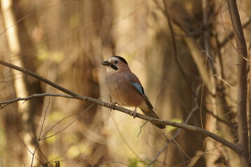 Autumn in the forest, a jay sat on a tree, the sun is shining, and there are shadows on the paths below