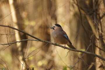 Autumn in the forest, a jay sat on a tree, the sun is shining, and there are shadows on the paths below