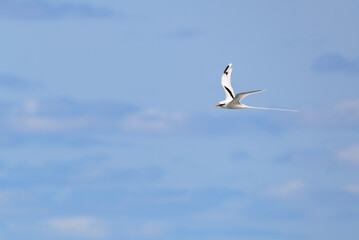 Paille-en-Queue or Phaeton is flying