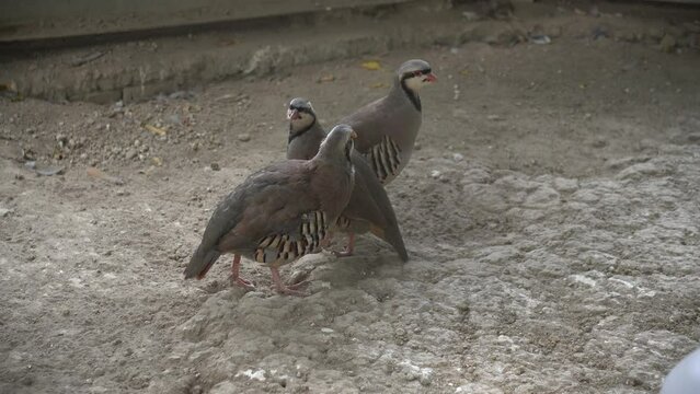chukar partridge, or simply chukar, is a Palearctic upland gamebird in the pheasant family Phasianidae. It has been considered to form a superspecies complex along with the rock partridge,